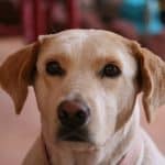 Rescue Dog named Lucky