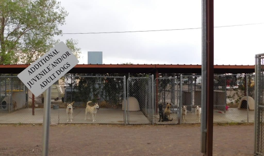 City of Socorro Animal Shelter Additional Dog Pens